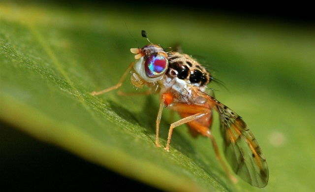 Dan sugerencias para evitar llegada de mosca frutera a la zona este