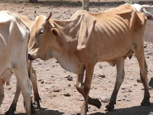 Tiempo de vacas flacas para los ganaderos de la región Este