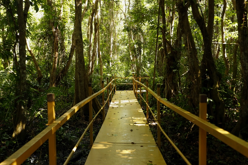 Bosque de Pterocarpus