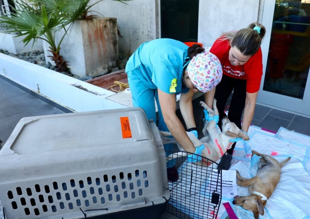 Inicia Campaña Vacunación Y Esterilización De Perros Y Gatos