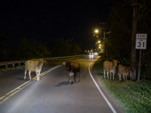 Reportan accidente en Naguabo con animal vacuno en la PR-31
